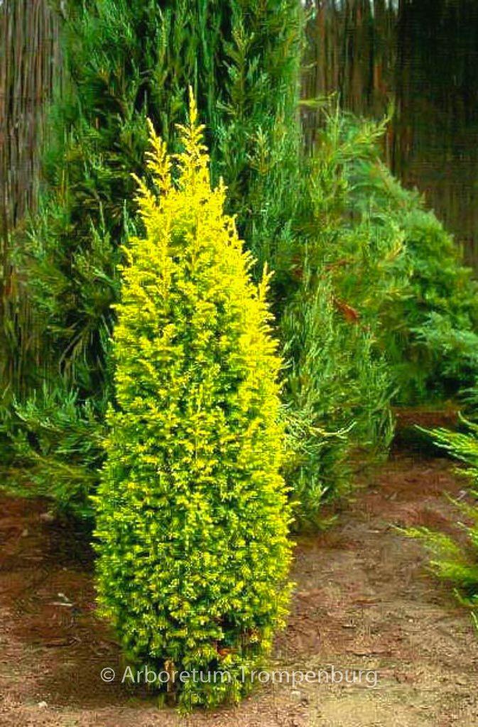 Juniperus Communis Gold Cone - View 6 from www redcrocus com