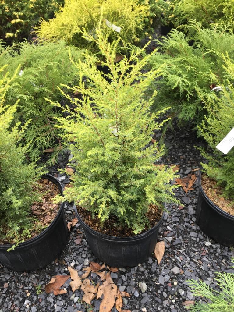 Juniperus Communis Gold Cone - View 7 from www redcrocus com