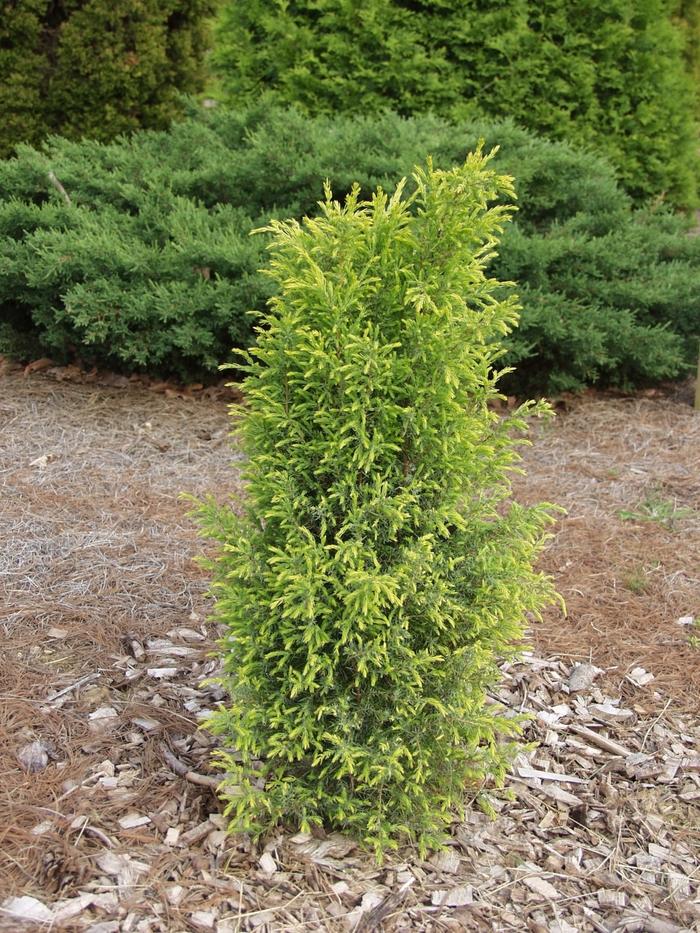 Juniperus Communis Gold Cone - View 8 from www redcrocus com