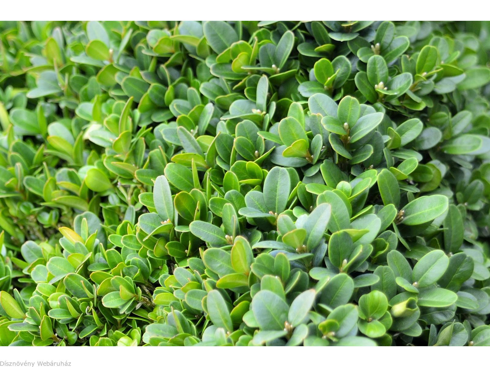 Buxus Sempervirens Suffruticosa - View 18 from www redcrocus com