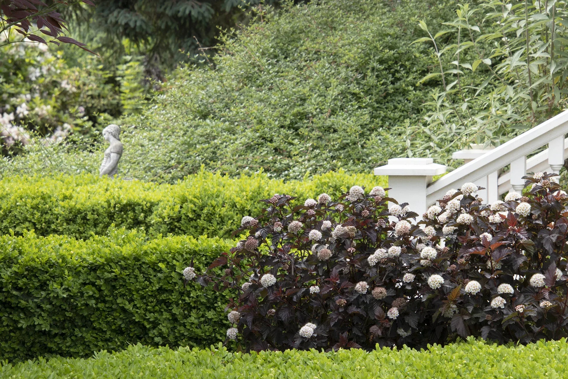 Buxus Microphylla 'green Velvet' - View 11 from www redcrocus com
