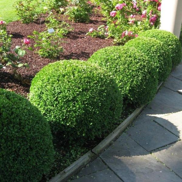 Buxus Microphylla 'green Velvet' - View 11 from www redcrocus com