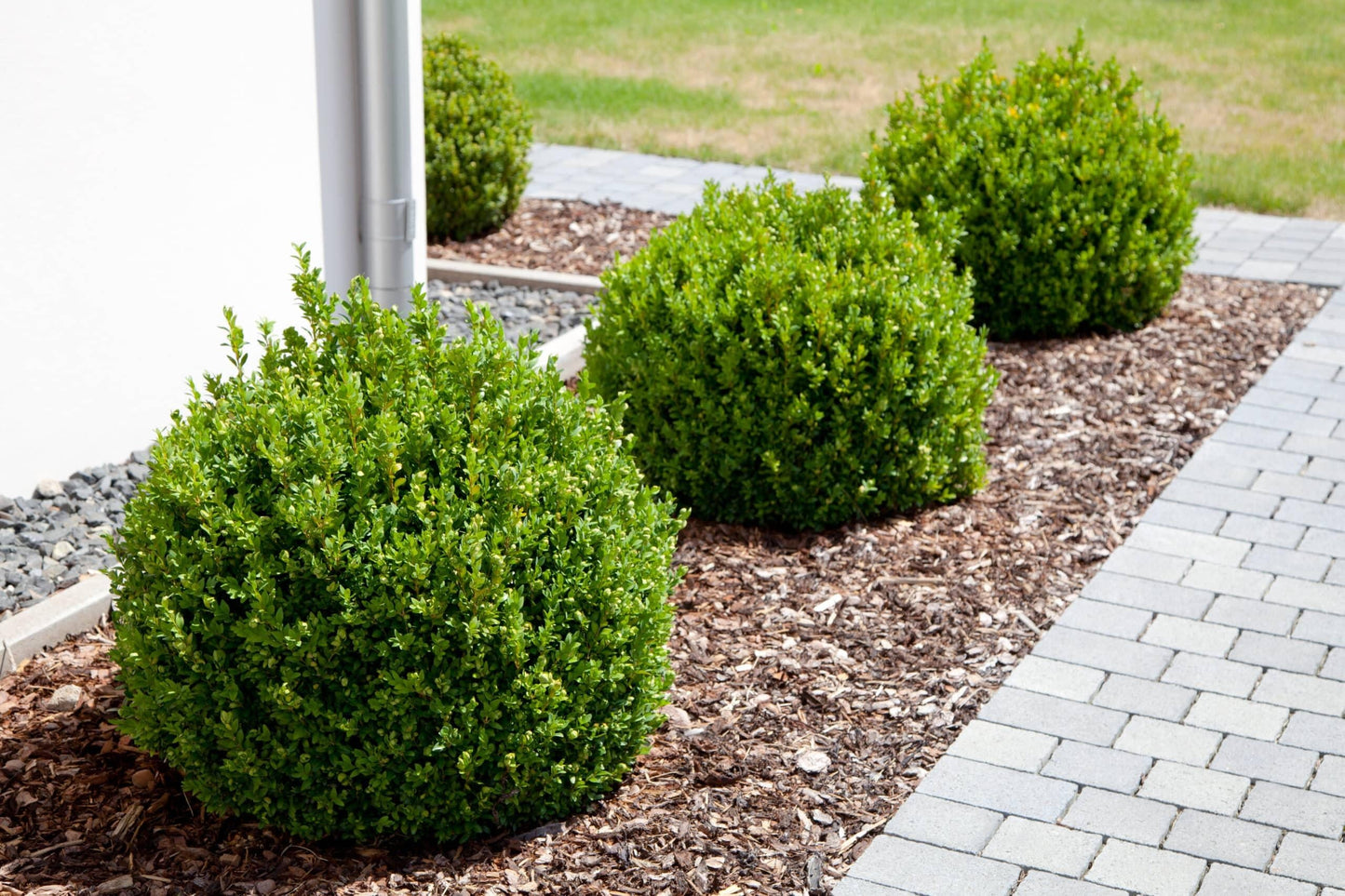Buxus Microphylla 'green Velvet' - View 13 from www redcrocus com