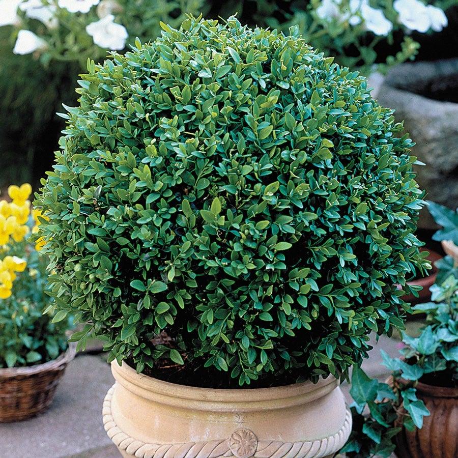 Buxus Microphylla 'green Velvet' - View 14 from www redcrocus com