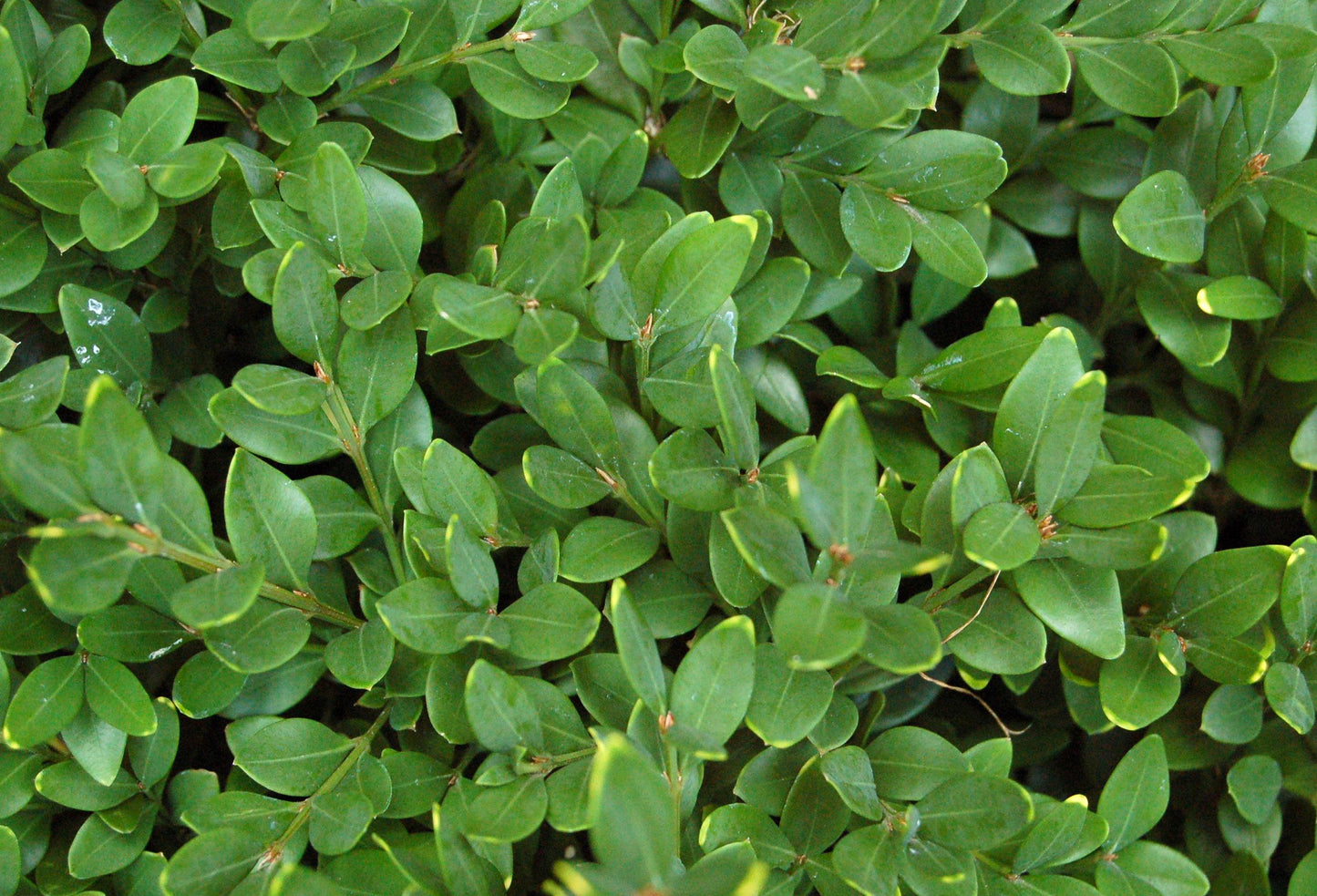 Buxus Microphylla 'green Velvet' - View 15 from www redcrocus com