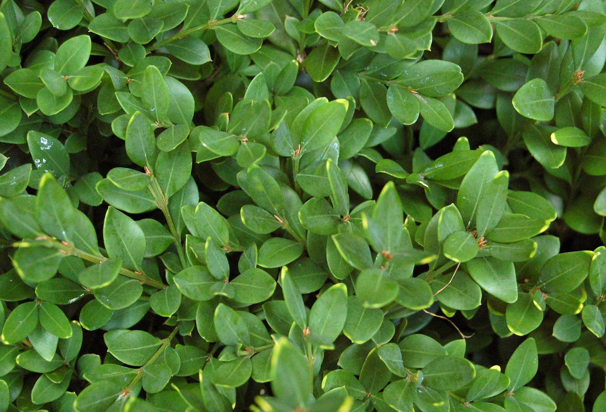 Buxus Microphylla 'green Velvet' - View 15 from www redcrocus com
