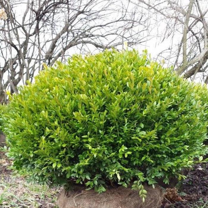 Buxus Microphylla 'green Velvet' - View 16 from www redcrocus com