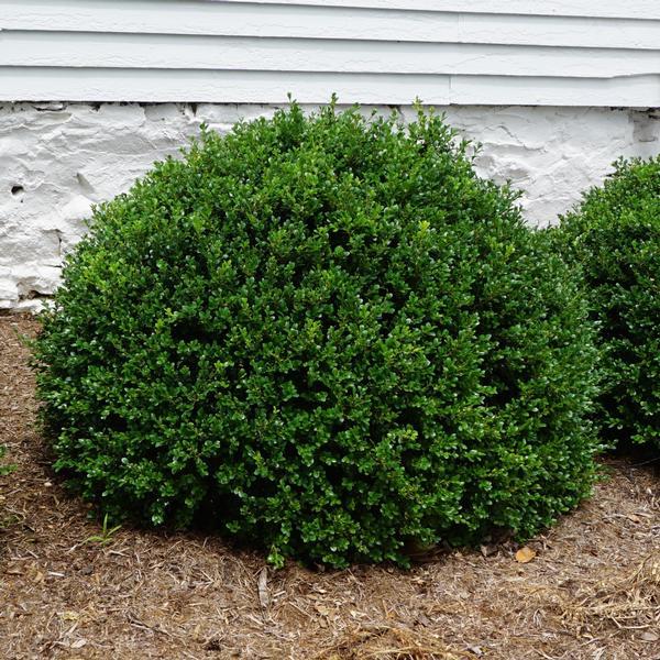 Buxus Microphylla 'green Velvet' - View 17 from www redcrocus com