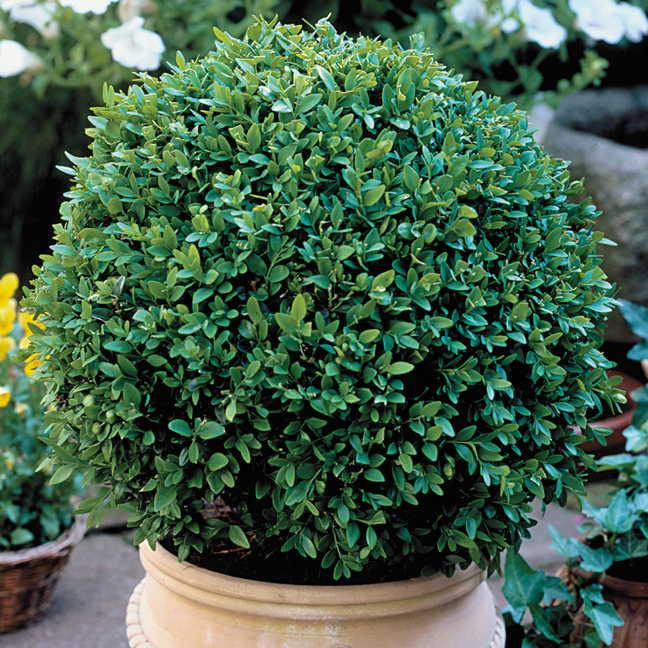 Buxus Microphylla 'green Velvet' - View 18 from www redcrocus com