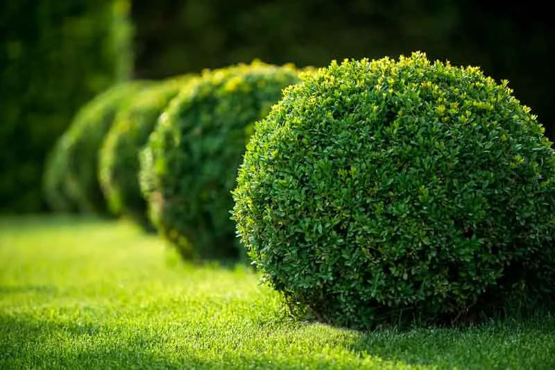Buxus Microphylla 'green Velvet' - View 1 from www redcrocus com