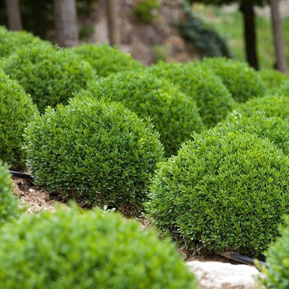 Buxus Microphylla 'green Velvet' - View 20 from www redcrocus com