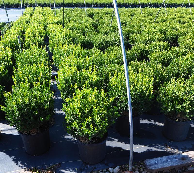Buxus Microphylla 'green Velvet' - View 21 from www redcrocus com