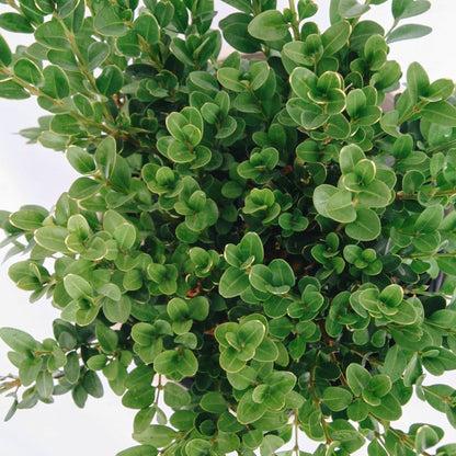Buxus Microphylla 'green Velvet' - View 23 from www redcrocus com