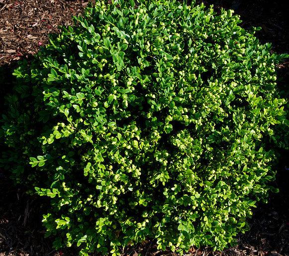 Buxus Microphylla 'green Velvet' - View 24 from www redcrocus com
