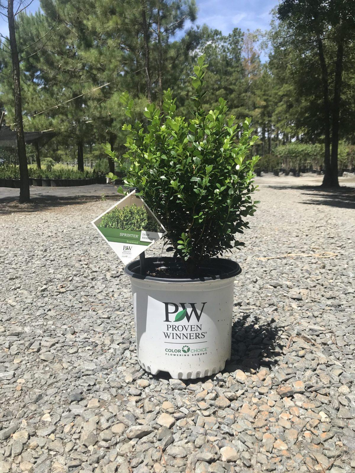 Buxus Microphylla 'green Velvet' - View 25 from www redcrocus com