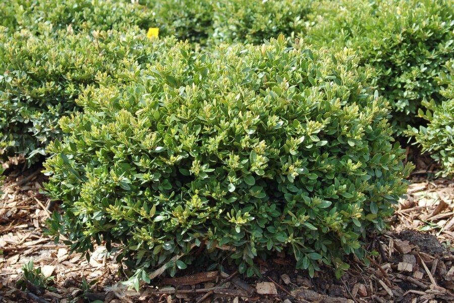 Buxus Microphylla 'green Velvet' - View 26 from www redcrocus com