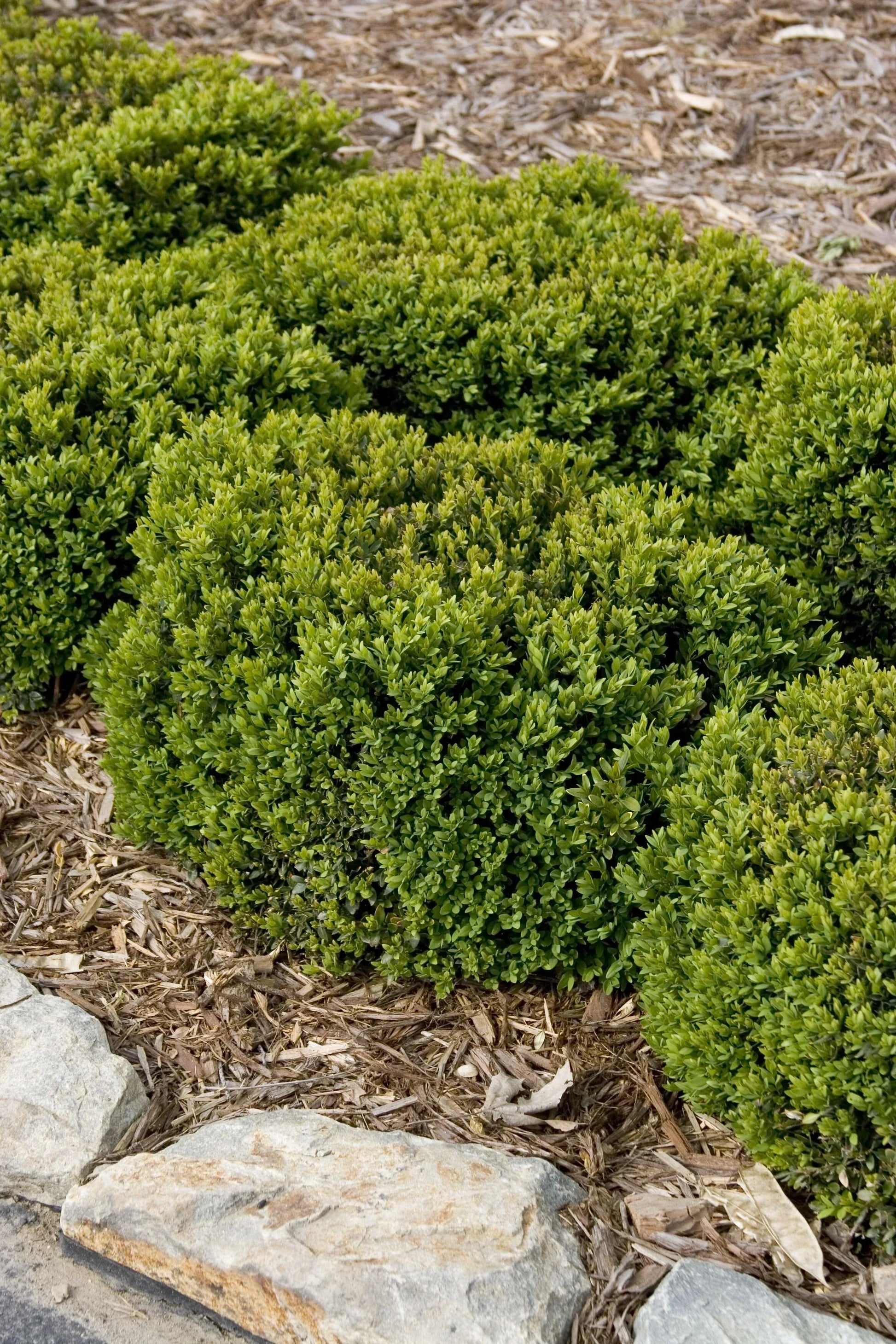 Buxus Microphylla 'green Velvet' - View 26 from www redcrocus com