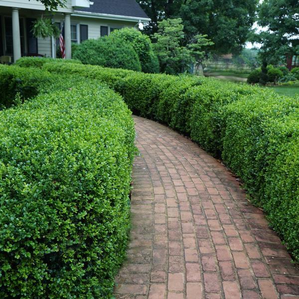 Buxus Microphylla 'green Velvet' - View 28 from www redcrocus com