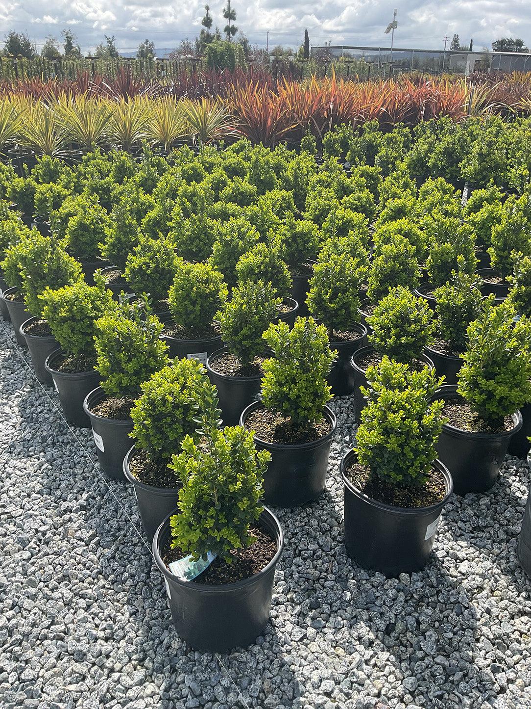 Buxus Microphylla 'green Velvet' - View 29 from www redcrocus com