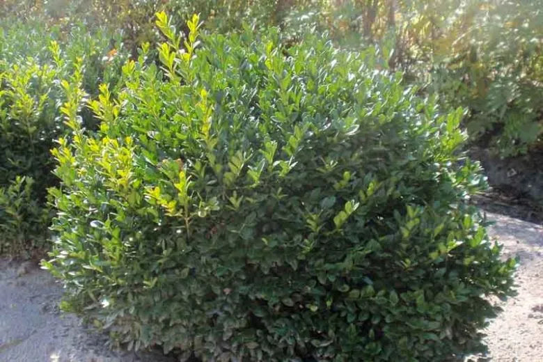Buxus Microphylla 'green Velvet' - View 2 from www redcrocus com