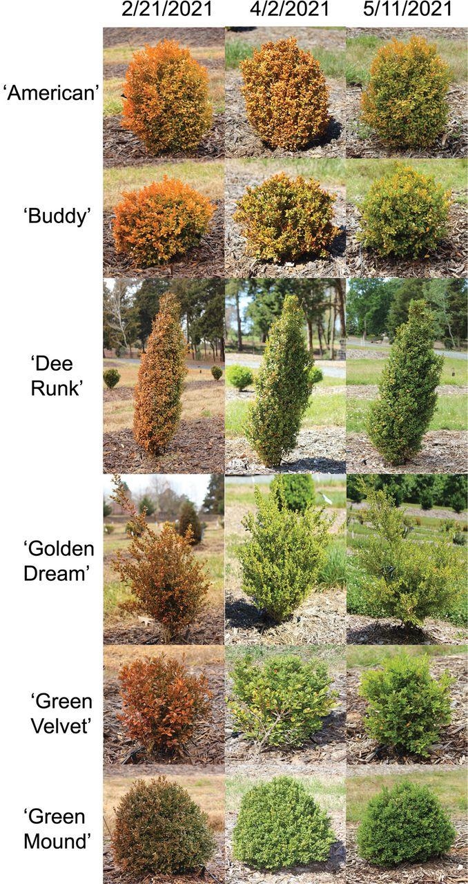 Buxus Microphylla 'green Velvet' - View 30 from www redcrocus com