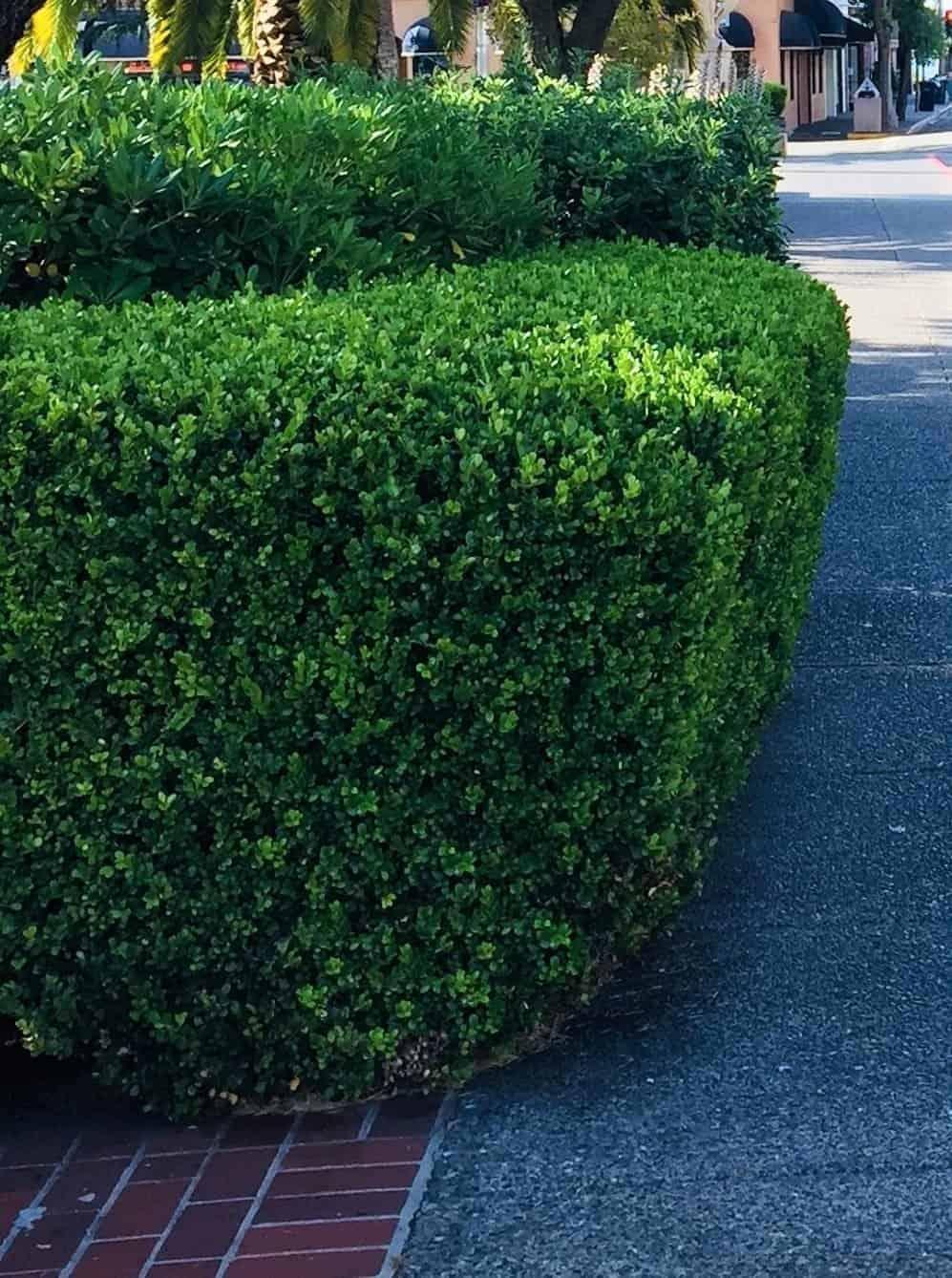 Buxus Microphylla 'green Velvet' - View 31 from www redcrocus com