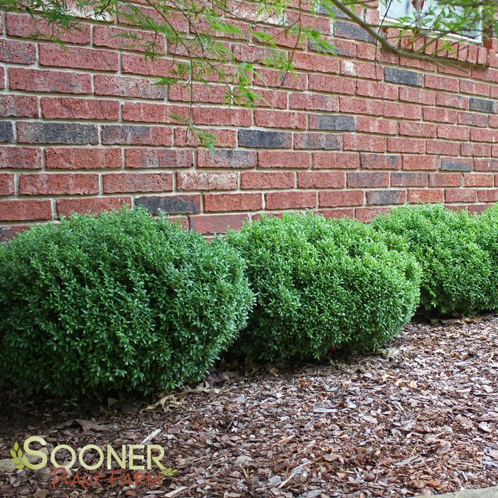 Buxus Microphylla 'green Velvet' - View 33 from www redcrocus com
