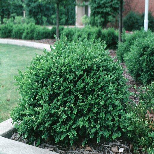 Buxus Microphylla 'green Velvet' - View 35 from www redcrocus com