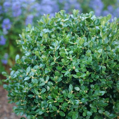 Buxus Microphylla 'green Velvet' - View 36 from www redcrocus com