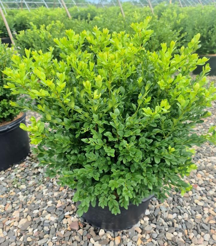 Buxus Microphylla 'green Velvet' - View 37 from www redcrocus com