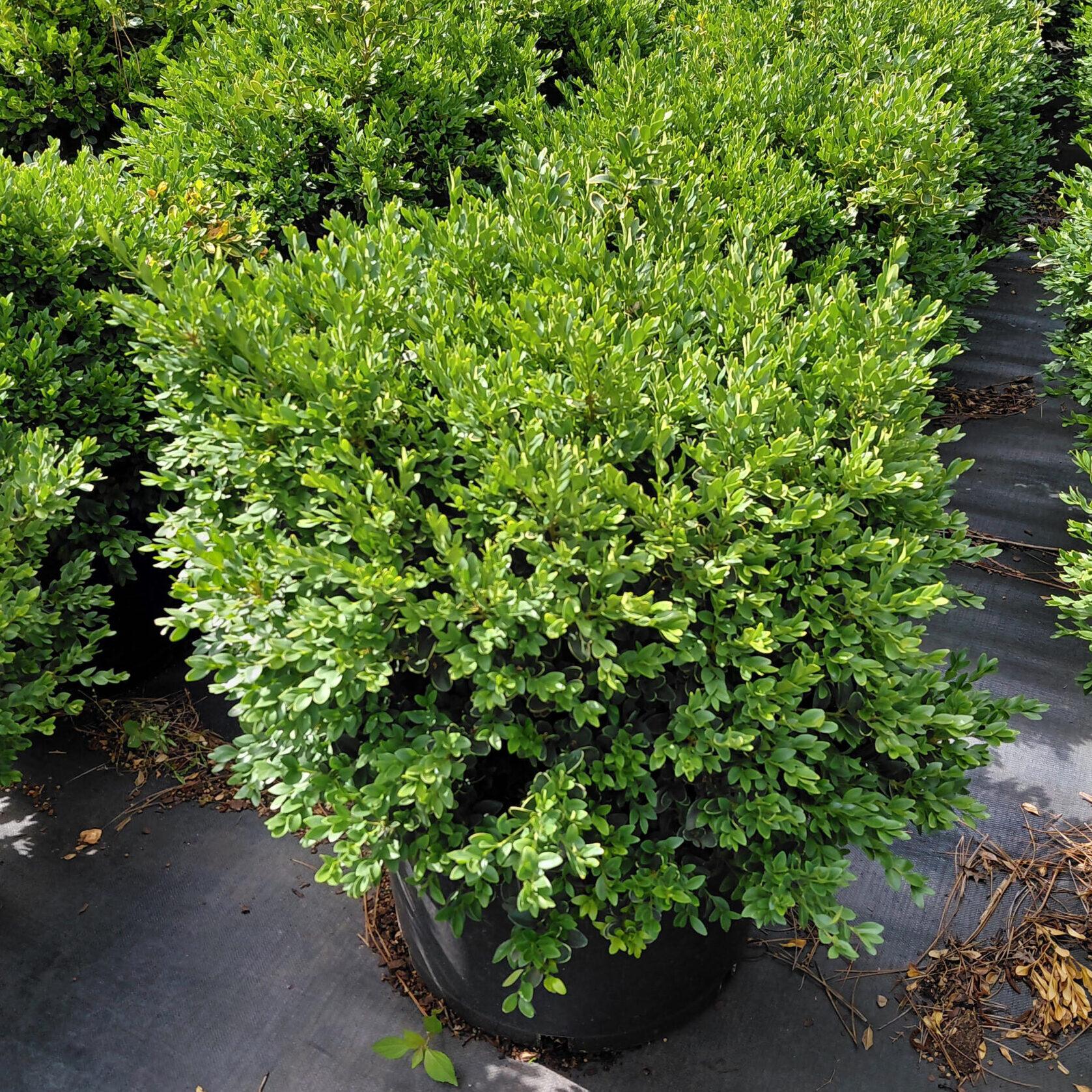 Buxus Microphylla 'green Velvet' - View 38 from www redcrocus com