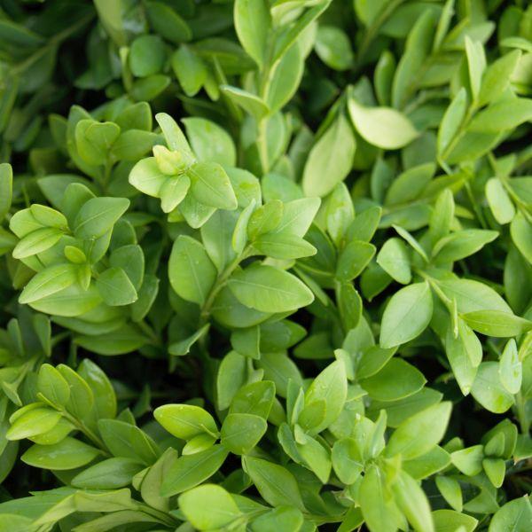 Buxus Microphylla 'green Velvet' - View 39 from www redcrocus com