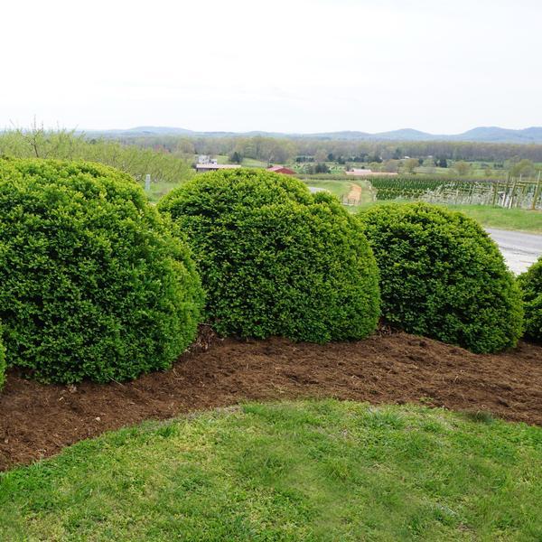 Buxus Microphylla 'green Velvet' - View 3 from www redcrocus com