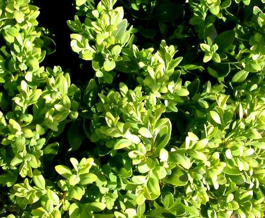 Buxus Microphylla 'green Velvet' - View 40 from www redcrocus com