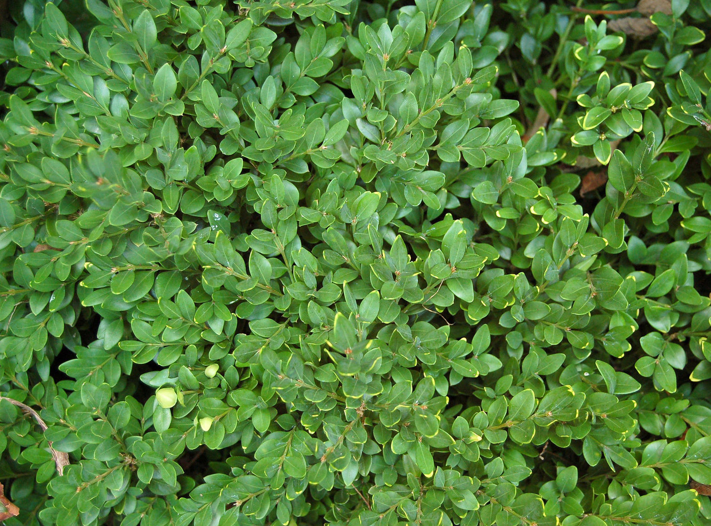 Buxus Microphylla 'green Velvet' - View 4 from www redcrocus com