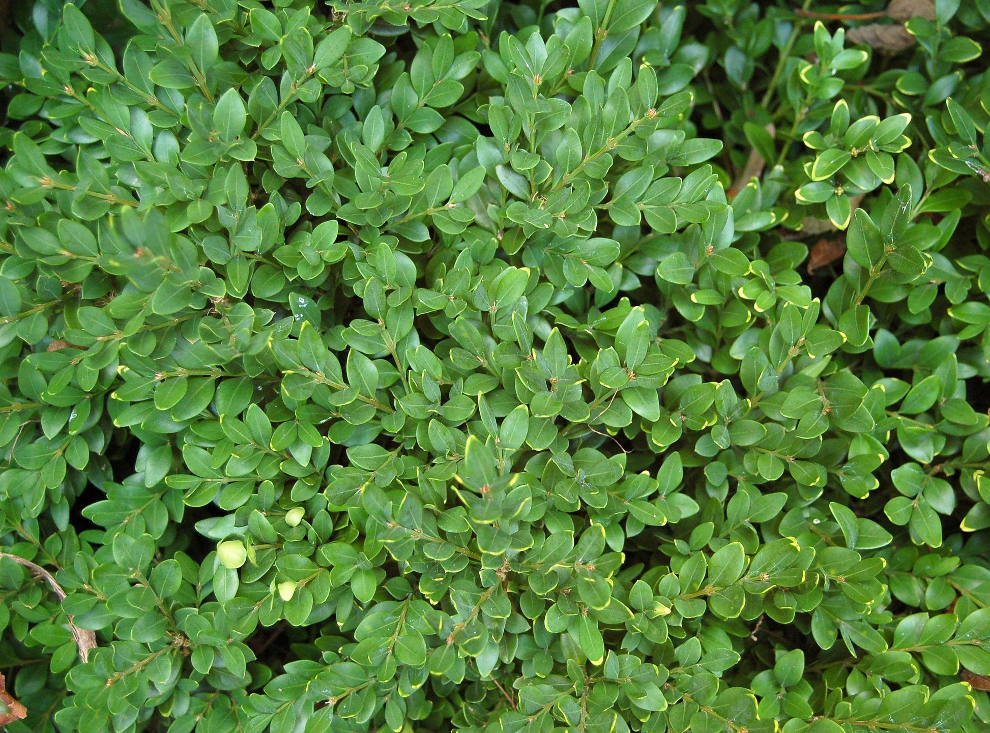 Buxus Microphylla 'green Velvet' - View 4 from www redcrocus com