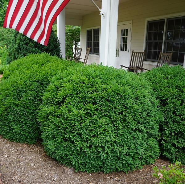 Buxus Microphylla 'green Velvet' - View 6 from www redcrocus com