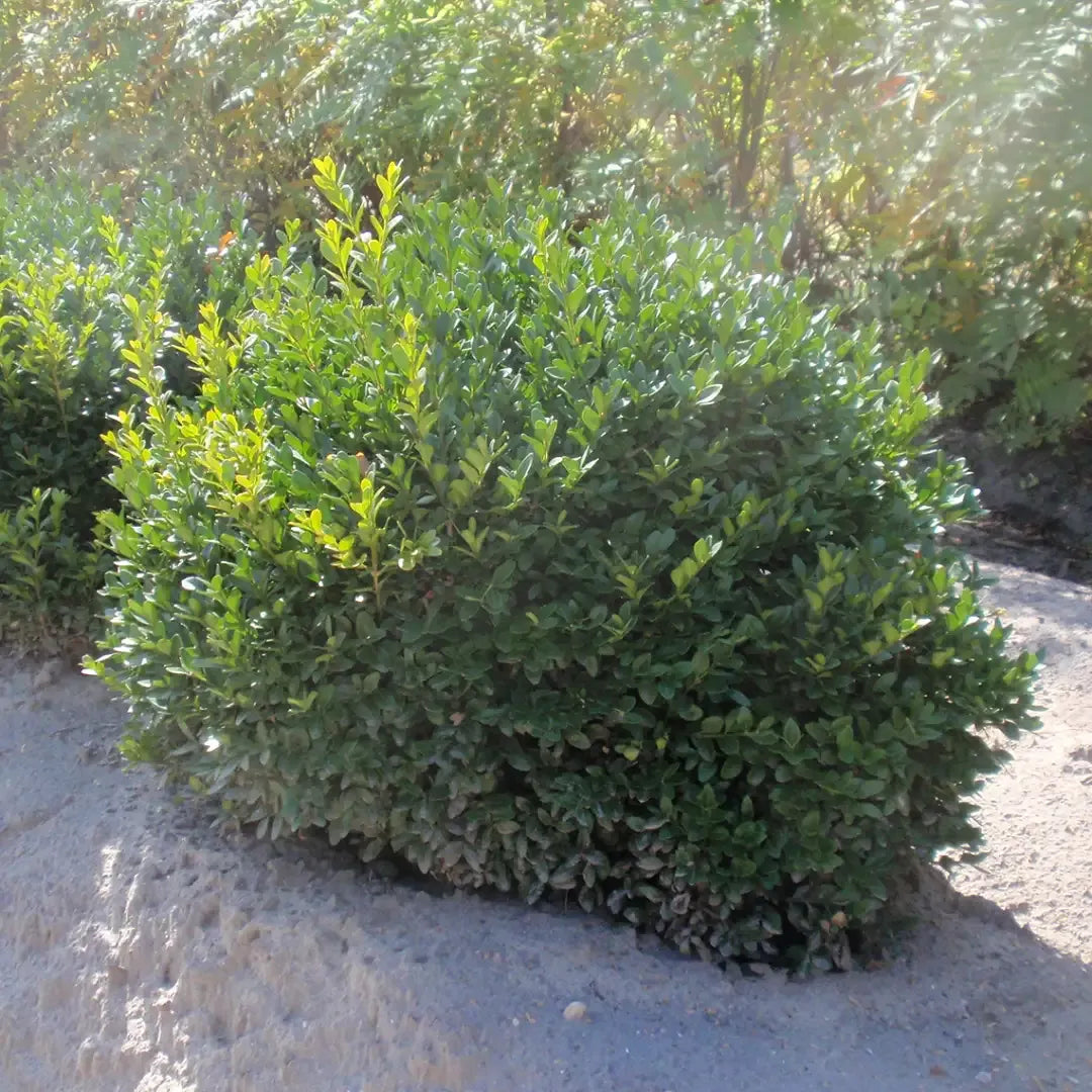 Buxus Microphylla 'green Velvet' - View 7 from www redcrocus com