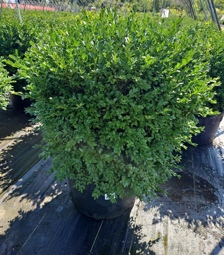 Buxus Microphylla 'green Velvet' - View 8 from www redcrocus com