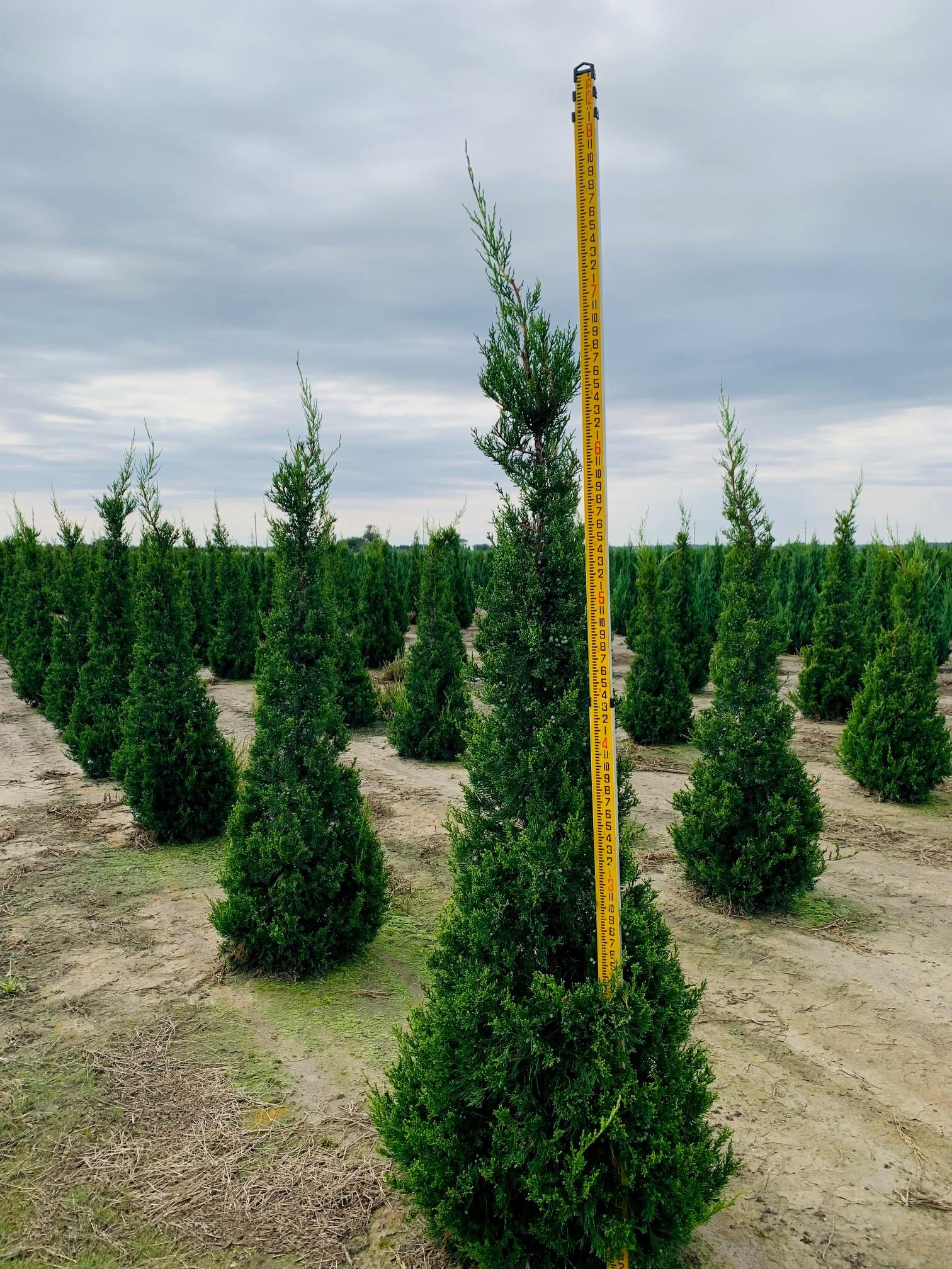 RedCrocus Hetzii Columnaris Juniper | Dense Evergreen Bush for Garden & Containers | Low Maintenance, Drought Tolerant, Deer Resistant | Full Sun to Partial Shade  25 Gallon