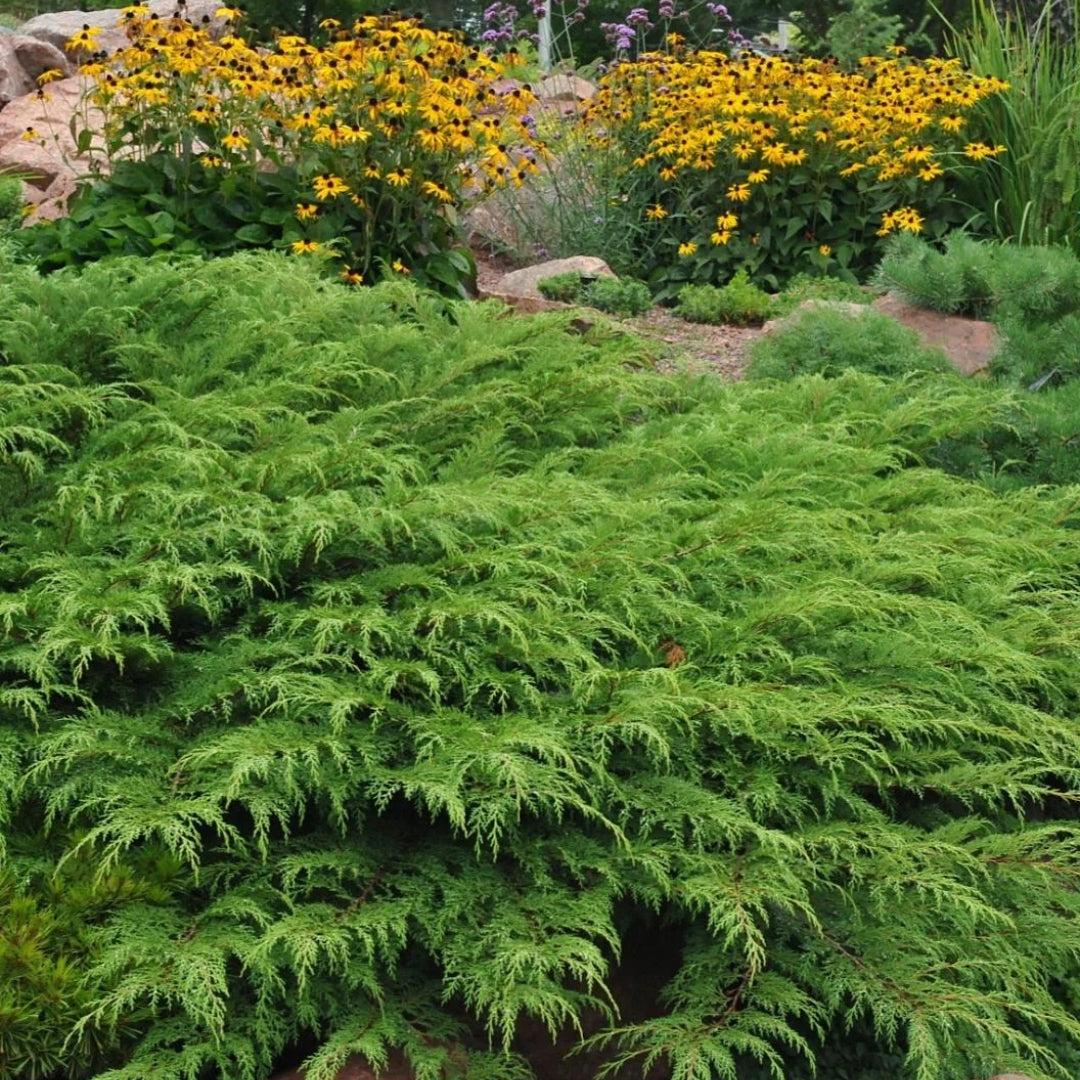 Microbiota Decussata 'celtic Pride' - View 13 from www redcrocus com