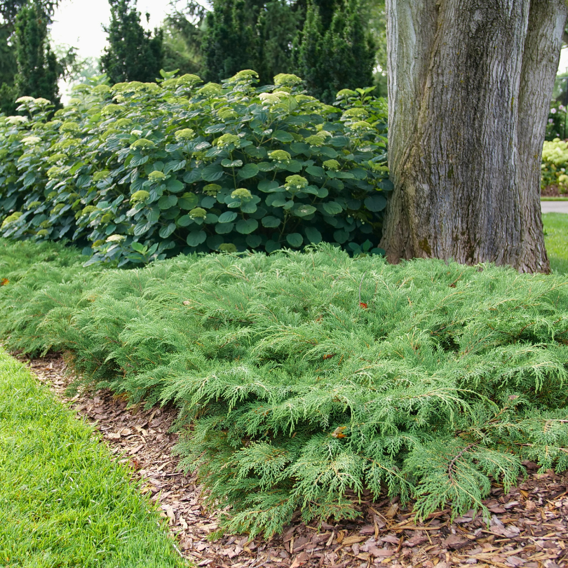 Microbiota Decussata 'celtic Pride' - View 19 from www redcrocus com