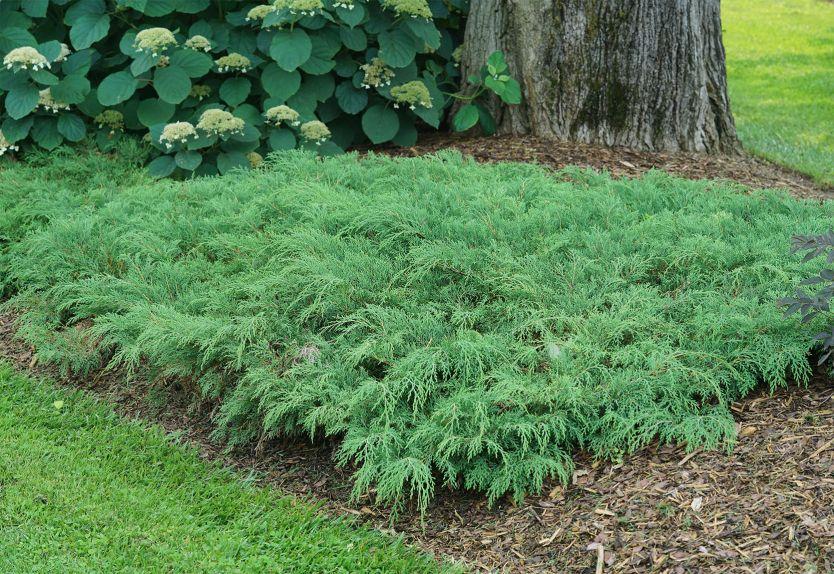 Microbiota Decussata 'celtic Pride' - View 21 from www redcrocus com