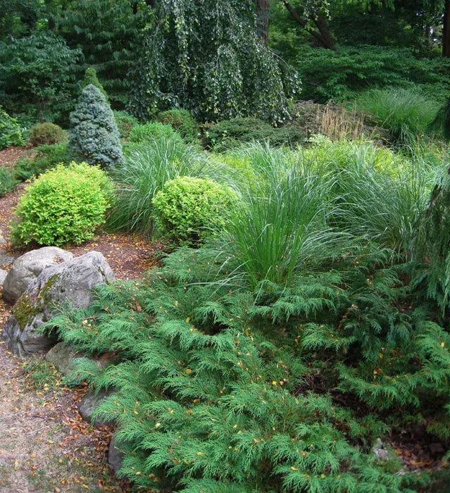 Microbiota Decussata 'celtic Pride' - View 29 from www redcrocus com