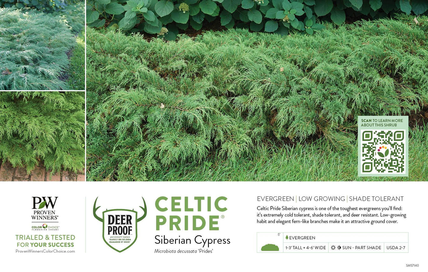 Microbiota Decussata 'celtic Pride' - View 35 from www redcrocus com