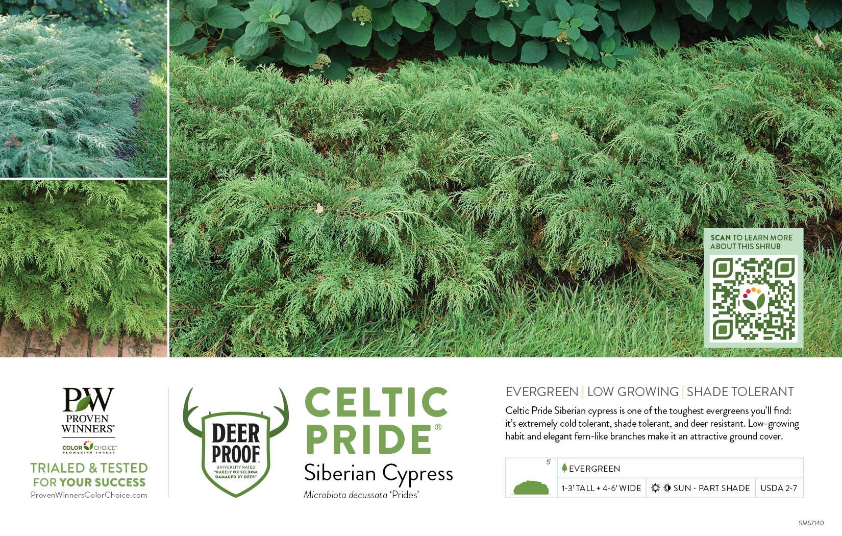 Microbiota Decussata 'celtic Pride' - View 35 from www redcrocus com