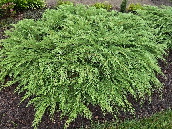 Microbiota Decussata 'celtic Pride' - View 36 from www redcrocus com
