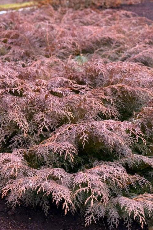 Microbiota Decussata 'celtic Pride' - View 37 from www redcrocus com