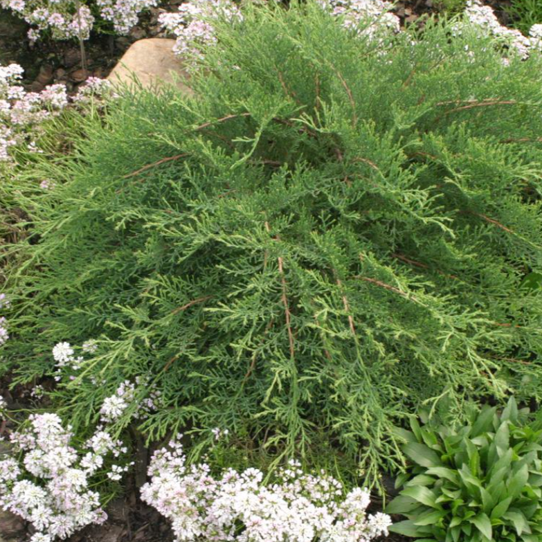 Microbiota Decussata 'celtic Pride' - View 40 from www redcrocus com