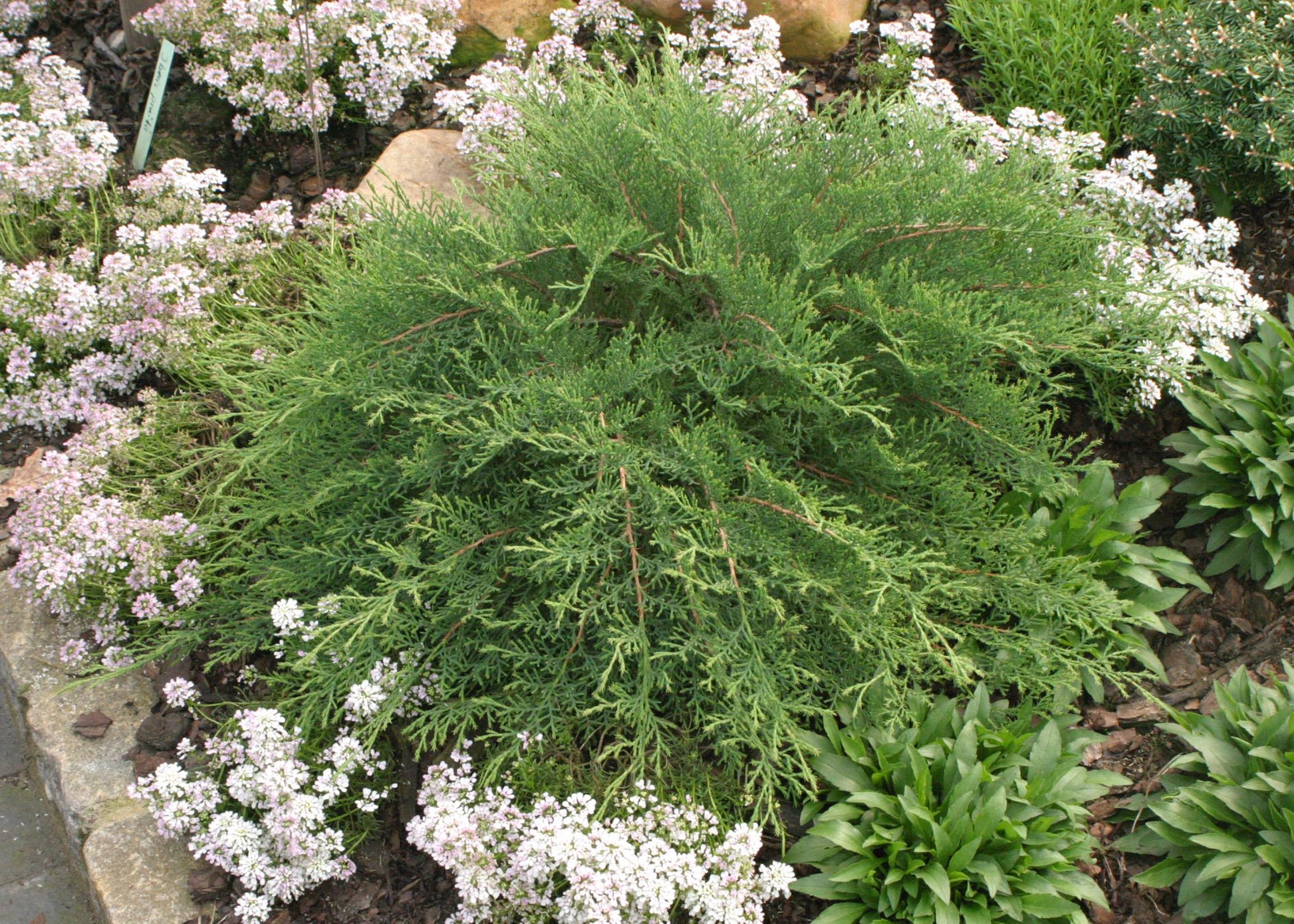 Microbiota Decussata 'celtic Pride' - View 5 from www redcrocus com